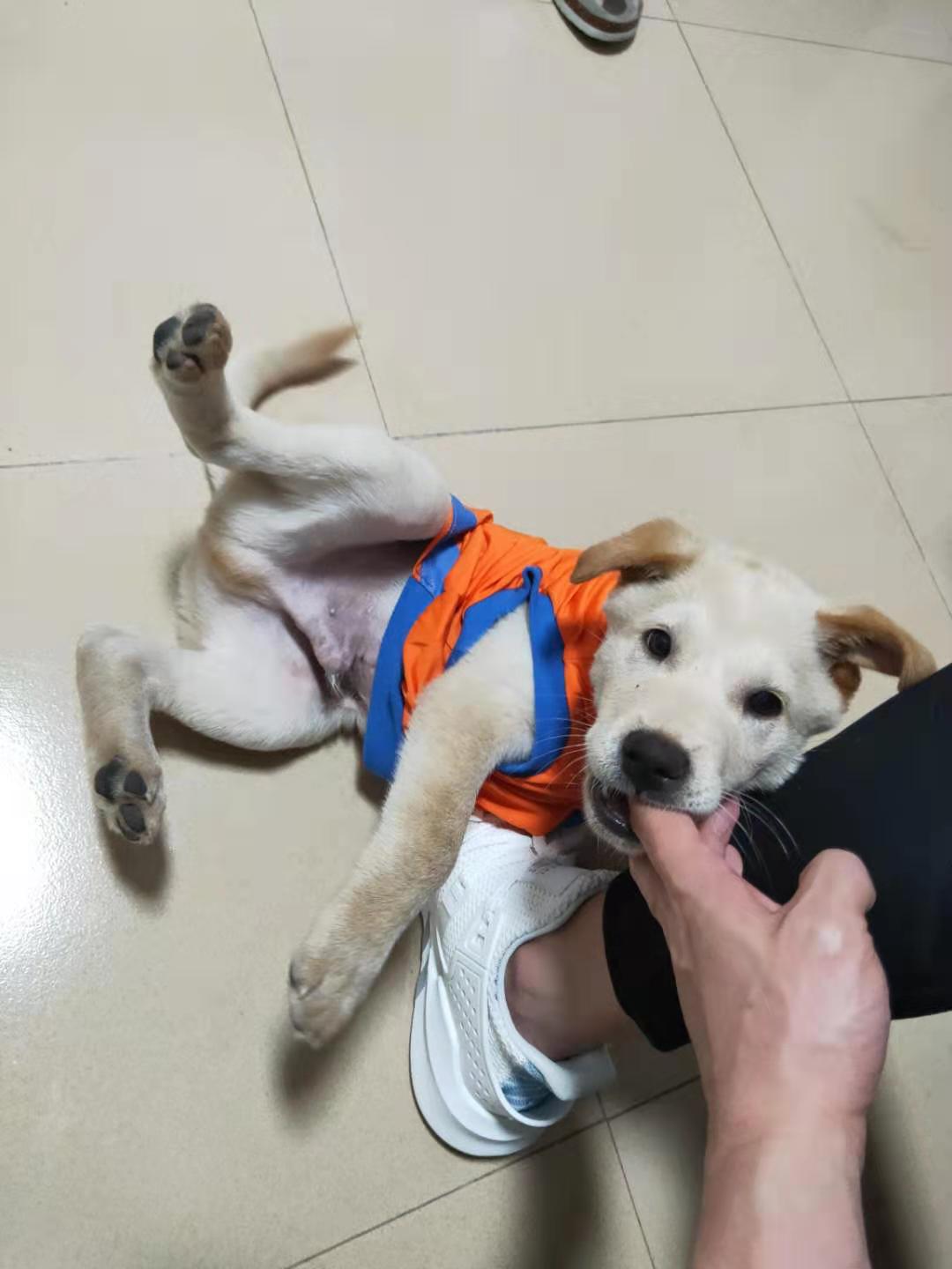 寻找失踪的小黄：深圳罗湖黄贝岭中村寻狗启示