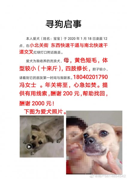 沈阳寻狗启事：老年田园犬小白在华西街道附近走失，急需寻找