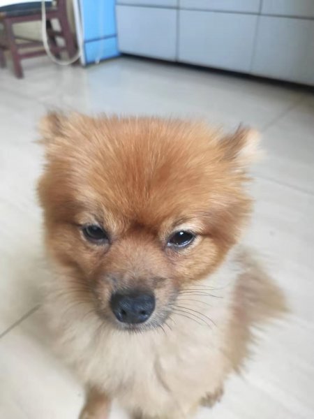 济宁寻狗启事：博美小白走失，请帮忙寻找