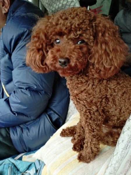 丢失泰迪犬团团寻狗启事