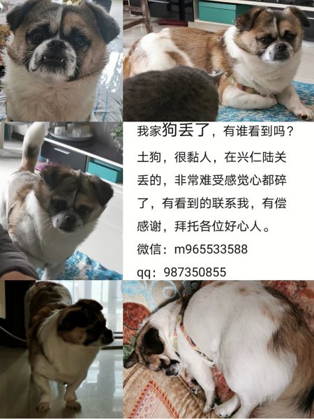 寻狗：旺财失踪通知