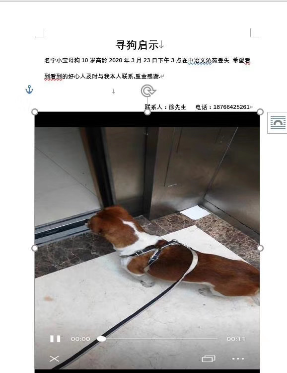 寻狗启事：急寻失踪的旺财，山东青岛