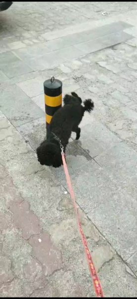 唐山寻狗启示：寻找泰迪午饭，黑色母狗，盛世佳宠遗失