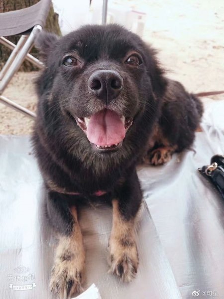 急！！！寻爱犬妞妞！！！
