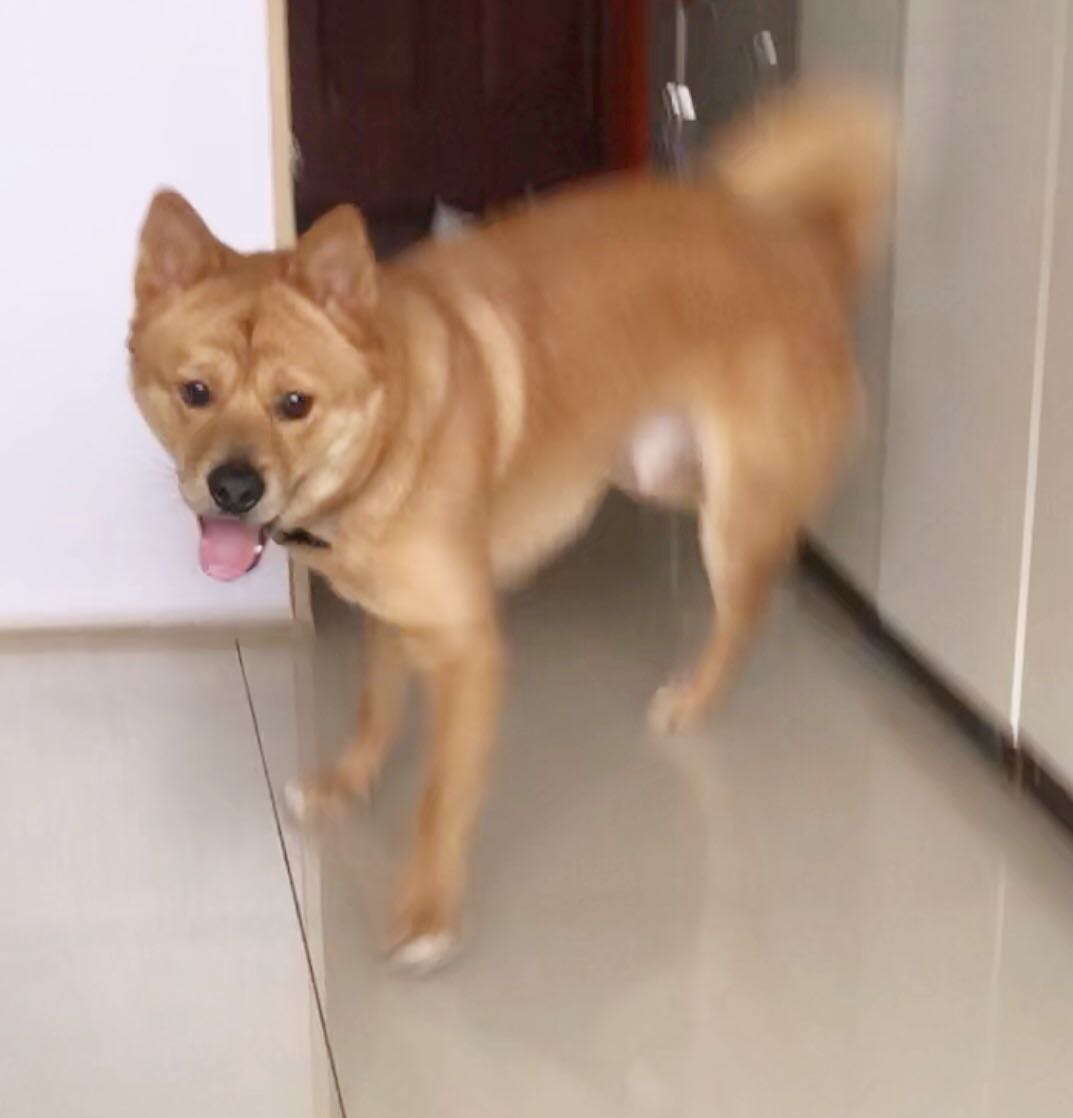 广州黄埔区寻找中华田园犬BOBO，走失求助