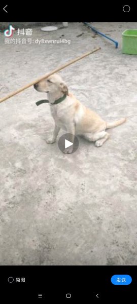 广州白云区龙归地区拉布拉多小白丢失寻狗启示
