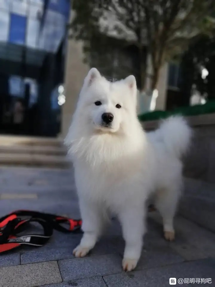 云南昆明萨摩耶失踪寻狗启事