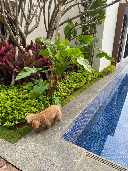 寻狗启示：重谢三万元 寻找泰迪犬维尼