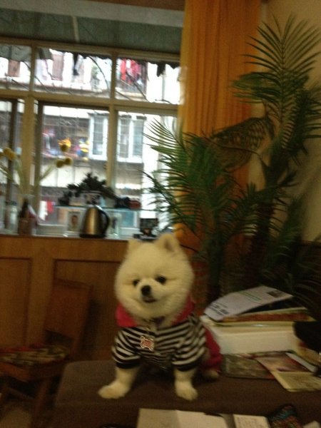 昆明寻找博美犬小白，重金酬谢