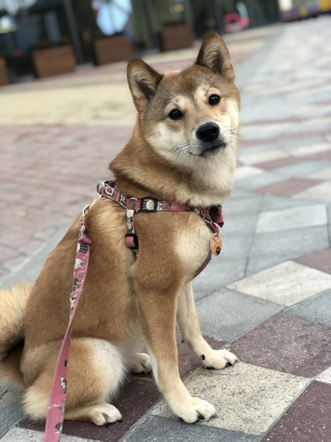 寻找失踪柴犬毛毛