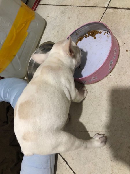 淄博法国斗牛犬阿福走失寻狗启事