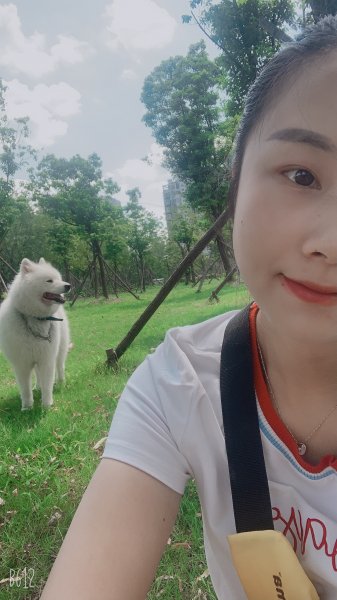 合肥萨摩耶大宝走失寻狗启事