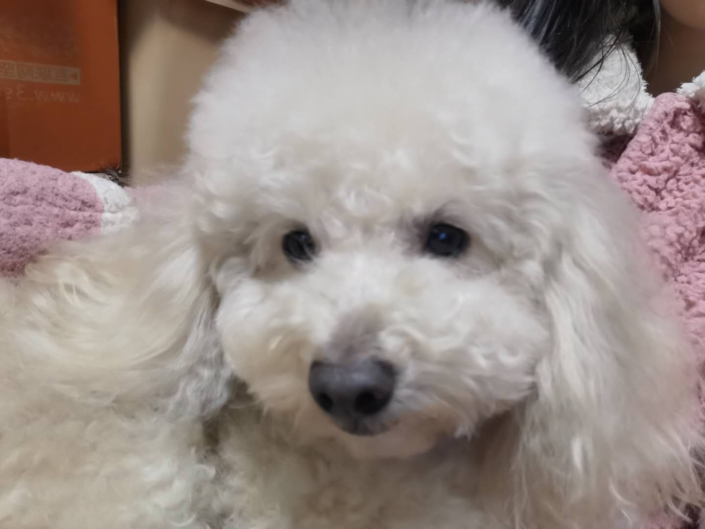 杭州寻狗启事：白色贵宾小白走失求助