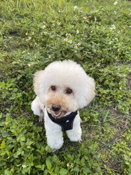 深圳龙华区失踪贵宾犬寻找呼吁