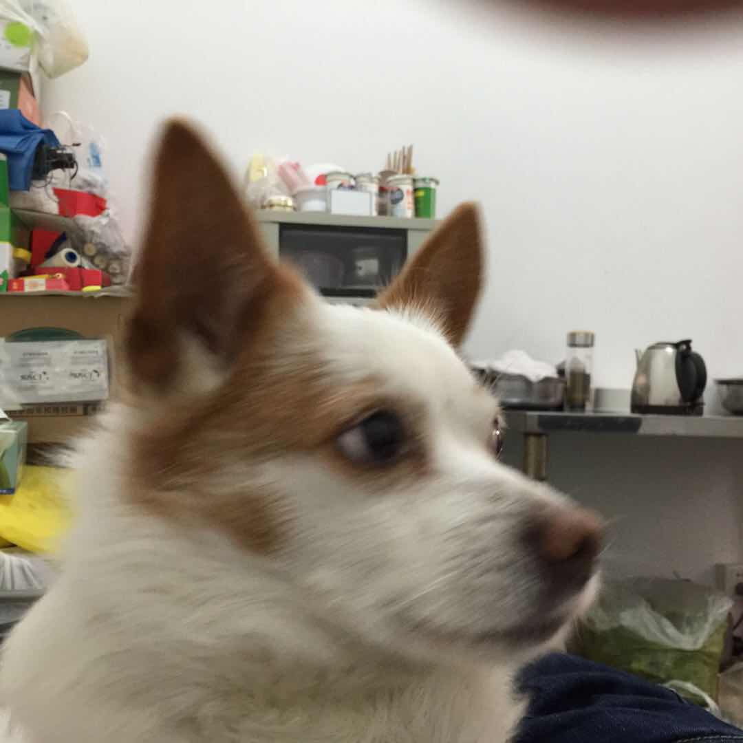 上海寻狗启事：寻找田园犬小白