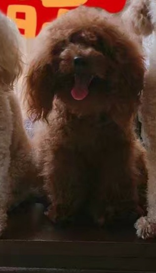 寻找贵宾犬小白