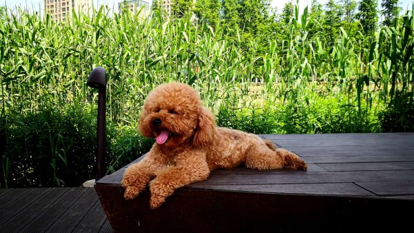 宁波海曙区丢失棕色泰迪犬贝贝寻狗启事