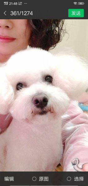 绵阳区寻比熊小白，走失现金酬谢