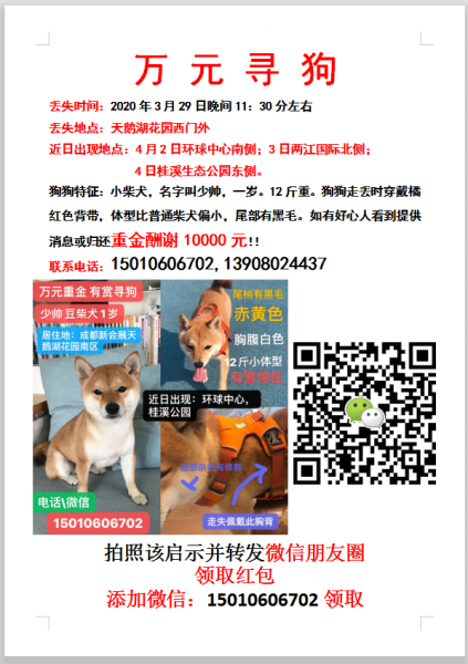 重金寻豆柴少帅