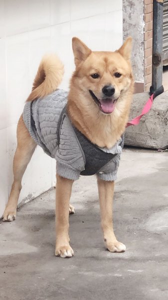 广州黄埔天源大厦丢失中华田园犬BOBO寻狗启示，酬谢3000元！
