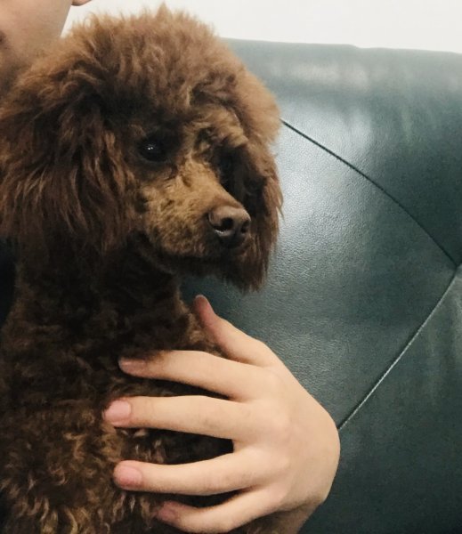 寻泰迪寻犬者|泰迪狗Lucky走失需帮助