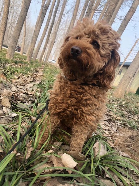 济南市中区寻狗启示：寻找爱犬多多，贵宾犬走失