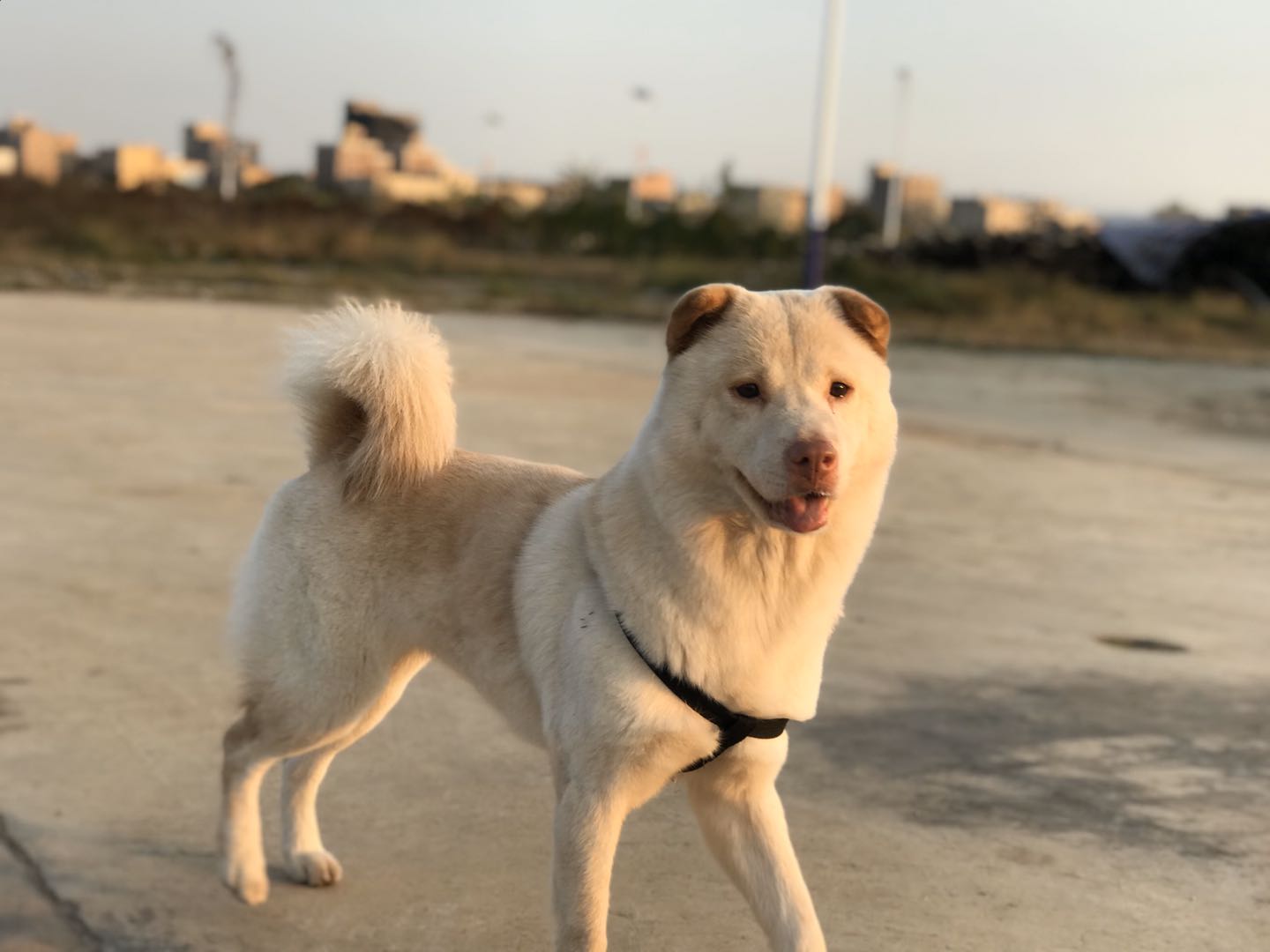 上海青浦区寻犬启事