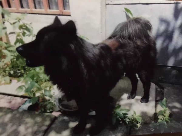 急寻全黑色的松狮小黑：上海梅川路真光路附近