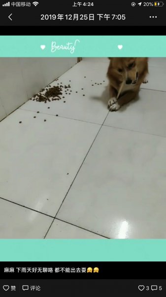 九江寻狗启事：步行街大嘴巴丢失一只黄色柯基犬