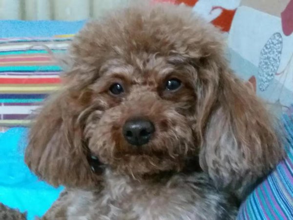 北京：海淀区 失落的泰迪犬点点/小点儿 寻狗启事