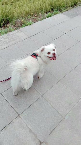 重庆潼南区寻找失踪的狮子狗毛毛