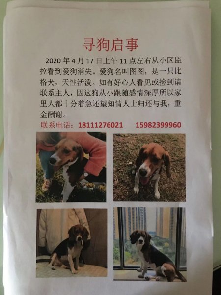 四川成都度比格犬寻狗启事