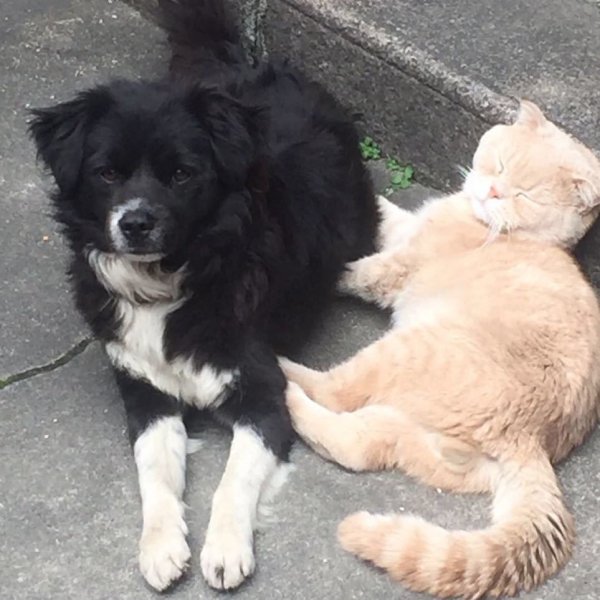 寻找犬瓜子
