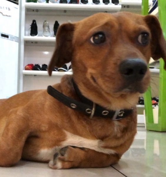 南阳4月19日腊肠犬糖豆丢失寻狗启事