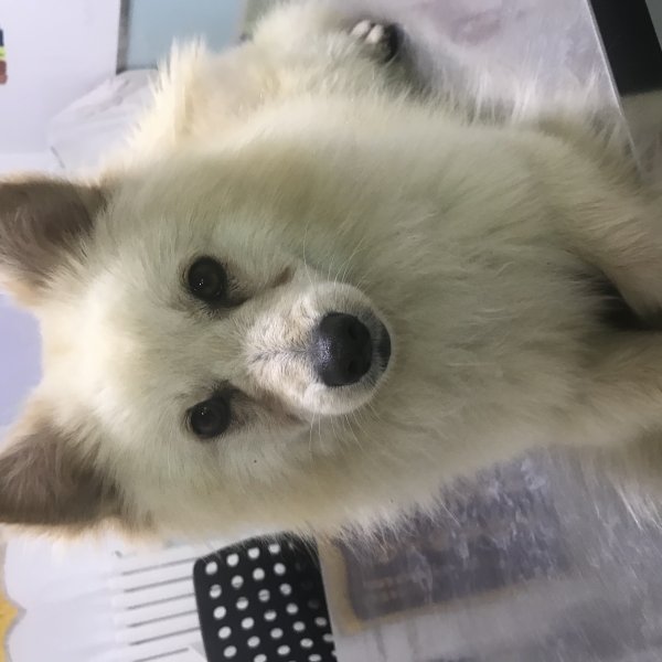 西安未央区寻找金黄色公宠物旺财