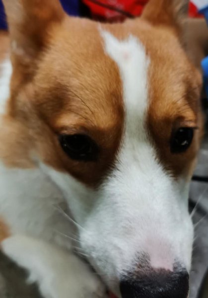 上海长宁区寻找柯基犬杨二狗