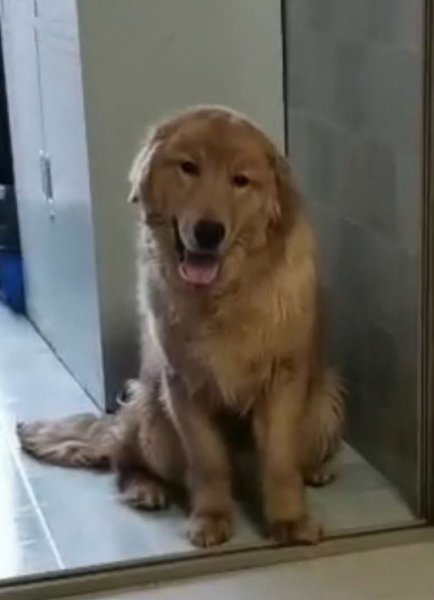 寻找金毛团子