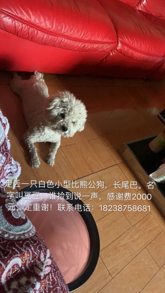 寻找豆豆：4月20在凤凰山丢失的白色比熊