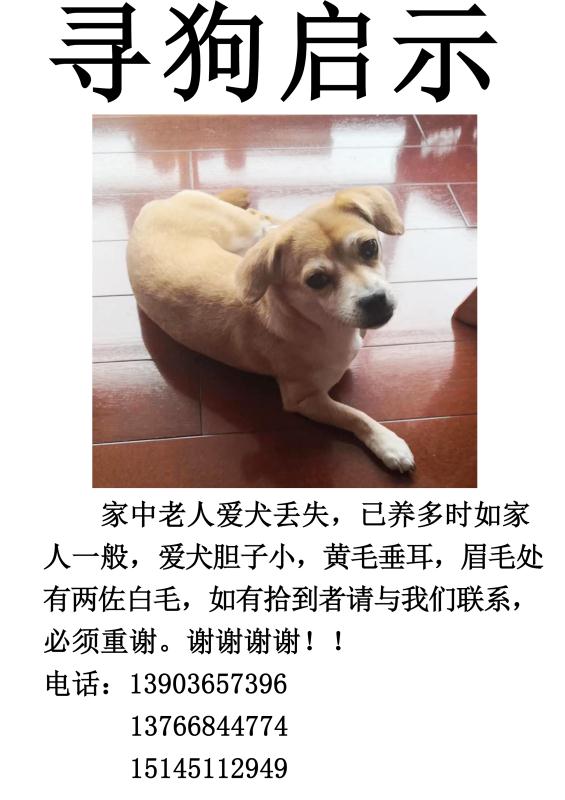 哈尔滨急寻小土狗，2000元酬谢
