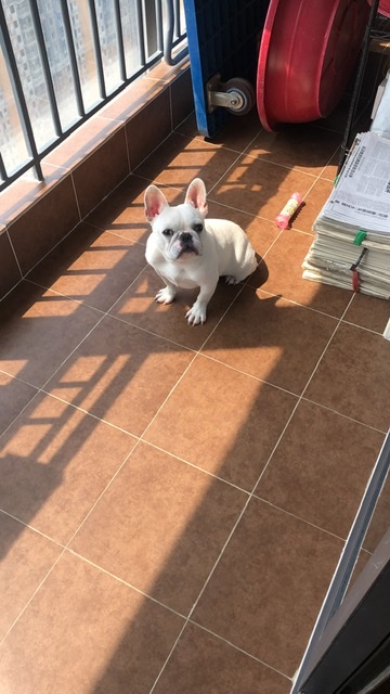 武汉寻找斗牛犬小白，主人急需帮助