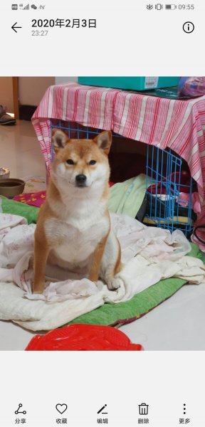 六安柴犬寻找启事，嘟嘟快回家