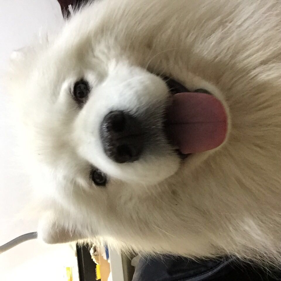 四月29日上午 辽宁抚顺新抚区卫校附近走丢的萨摩耶小狗寻找启事