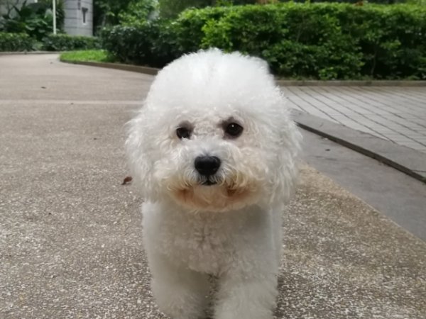 寻找公比熊Seven 在龙岗区