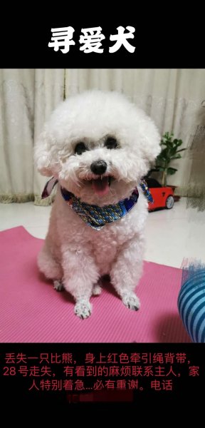 天津东丽区白色比熊公犬球球走失寻狗启事