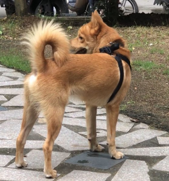 广州寻犬启事：田园犬BOBO走失，酬谢3000元