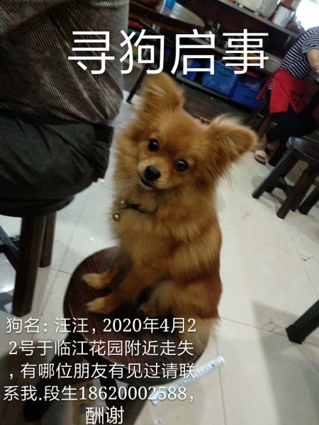 寻犬启事：4月22日，广州员村二横路南临江花园附近珠江河边走失，名为汪汪