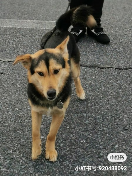 爱犬虎娃走失求助信息