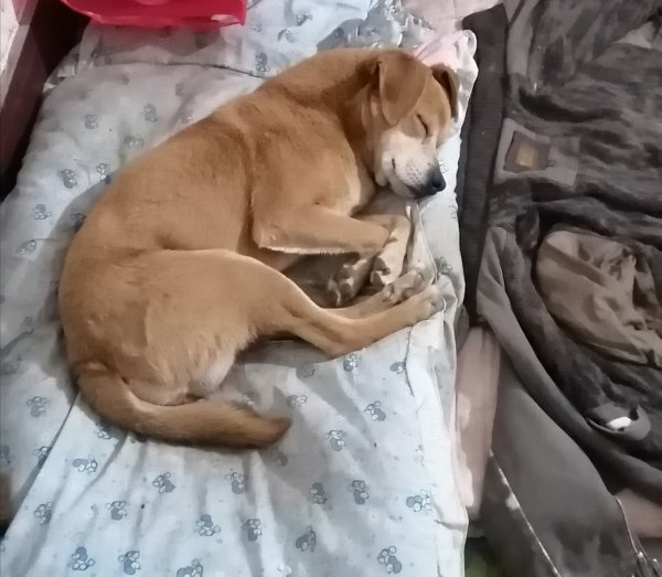 4月25日晚洛阳老城区丢失田园犬欢欢寻狗启事
