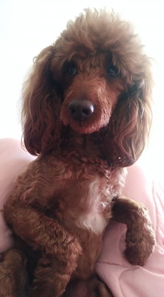 沈阳于洪区贵宾犬球球走失寻找启事