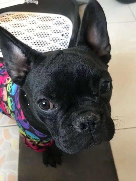 【寻狗启事】8个月大的法国斗牛犬黑豆走失，求助寻找